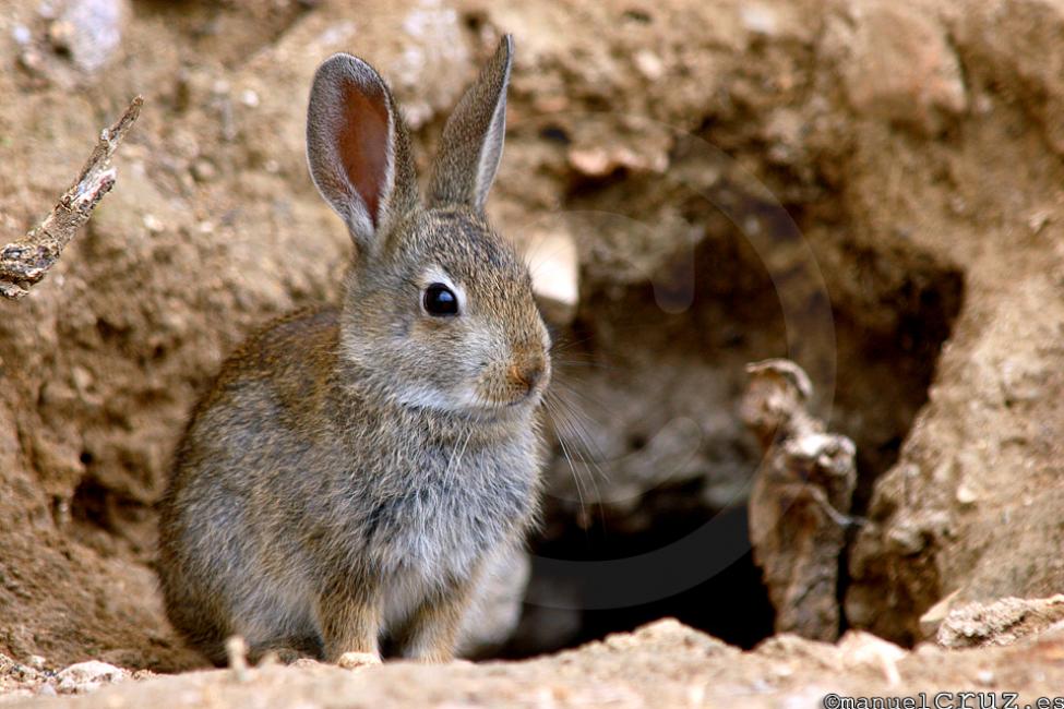 Conejo de campo (Oryctolagus cuniculus)